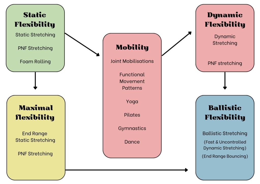 Types of Flexibility - Limber Sports Performance